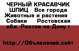 ЧЕРНЫЙ КРАСАВЧИК ШПИЦ - Все города Животные и растения » Собаки   . Ростовская обл.,Ростов-на-Дону г.